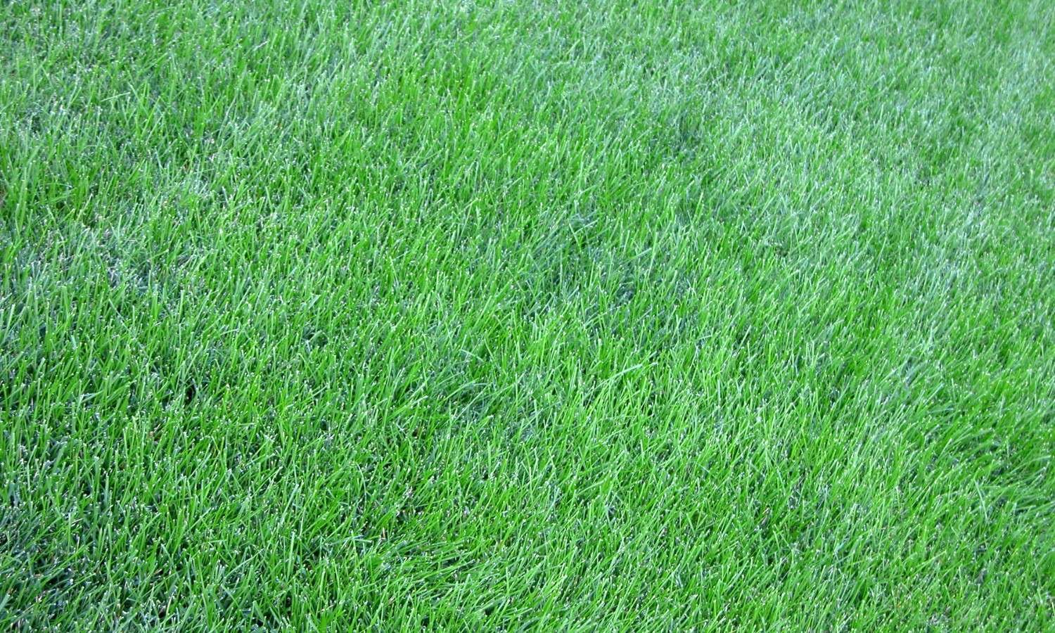 New Turf Lawns New Jersey